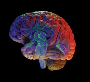 human brain on black background